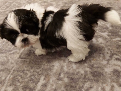 štěňata shih tzu štěňata shih tzu