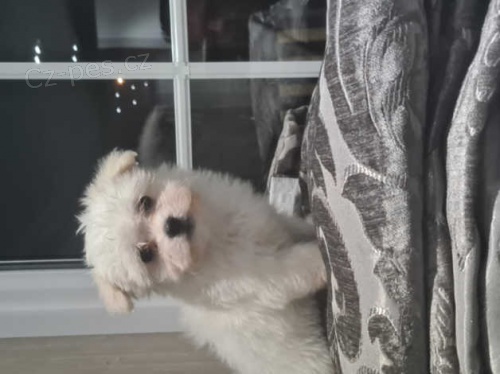 maltézská štěňata maltézská štěňata