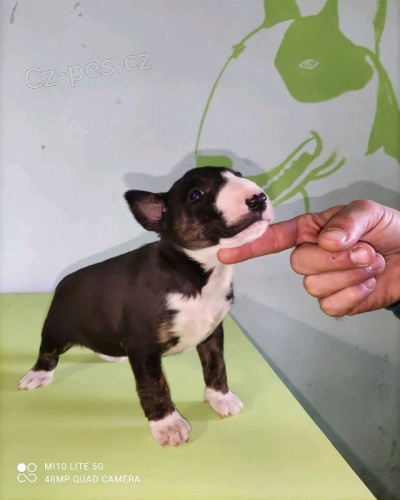 bulteriér štěňata bulteriér štěňata