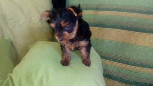 yorkshire štěňata yorkshire štěňata