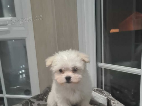 maltézská štěňata maltézská štěňata