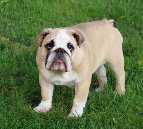 Anglický buldok s pp Anglický buldok s pp