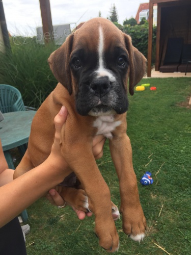 Zlatá štěňata německého boxera s pp  Zlatá štěňata německého boxera s pp