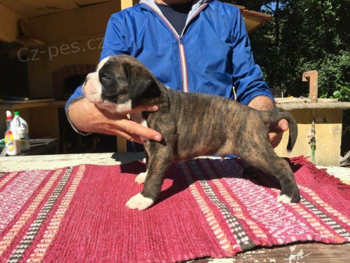 boxer štěňata boxer štěňata