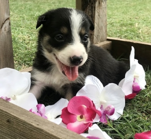 �t���tka samc� border kolie na prodej.