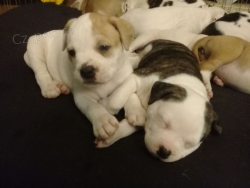 Americk� buldok �t��ata k adopci.