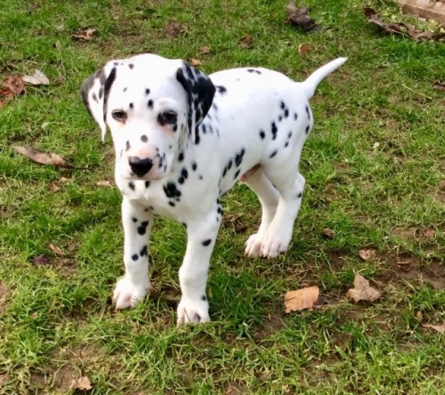 K adopci jsou k dispozici kr�sn� dalmatsk� �t��ata s jedine�nou b�lou srst� s �ern�mi a jatern�mi skvrnami.