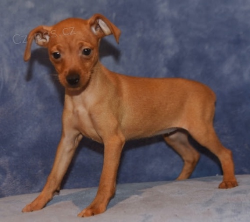 o�kovan� �t��ata pin��