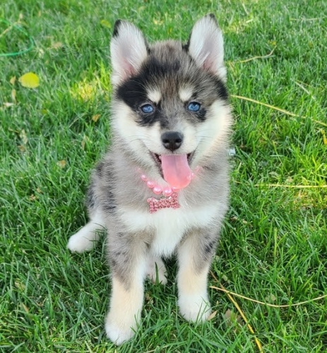 Zdravá a očkovaná štěňata samců a samic pomskies k adopci. Zdravá a očkovaná štěňata samců a samic pomskies k adopci.