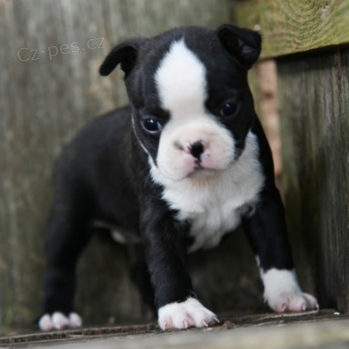 Kr�sn� a hezk� �t��ata boston teri�ra