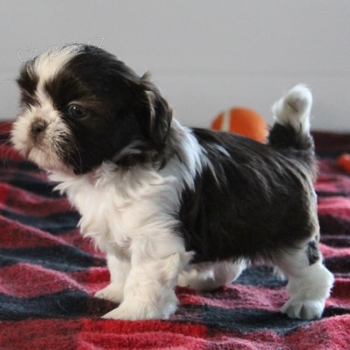 Rozkošná a zdravá štěňata shih tzu samců a samic na prodej. Rozkošná a zdravá štěňata shih tzu samců a samic na prodej.