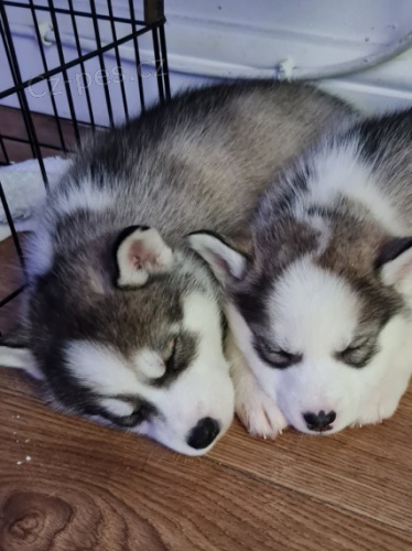 Štěňátka sibiřského huskyho, 100% zdravé Štěňátka sibiřského huskyho, 100% zdravé