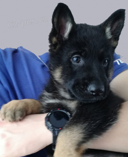 Něm. ovčák -  štěňata s PP Něm. ovčák -  štěňata s PP