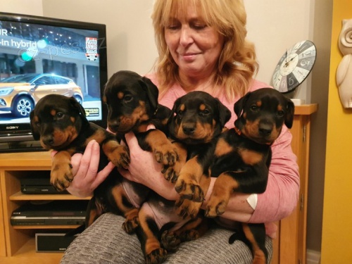 N�dhern� evropsk� �t��ata dobrman