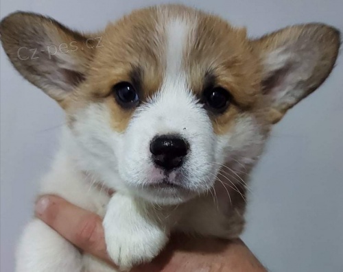 �t��ata Pembroke Welsh Corgi