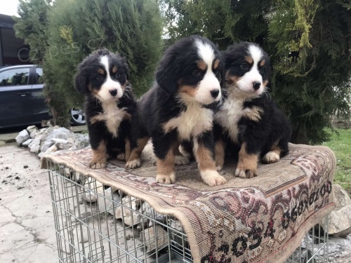 �t��ata bernsk�ho sala�nick�ho psa