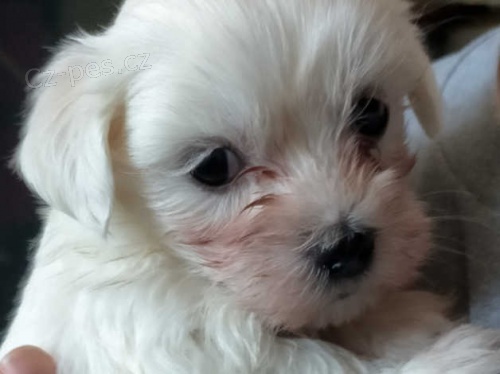 maltézská štěňata maltézská štěňata