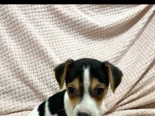 Jack Russell štěňata Jack Russell štěňata