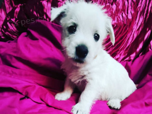 West Highland �t��ata