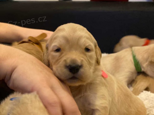 Zlatý retrívr štěňata Zlatý retrívr štěňata