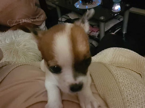 štěňata čivavy štěňata čivavy