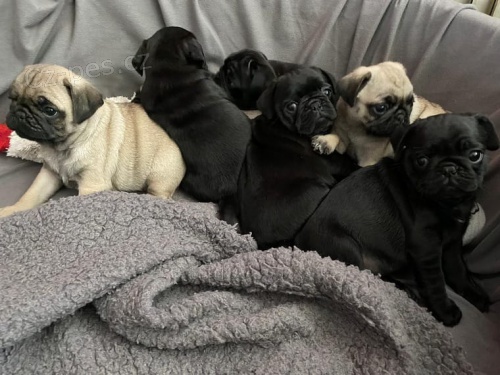 Rozko�n� �t��ata mopsl�ka