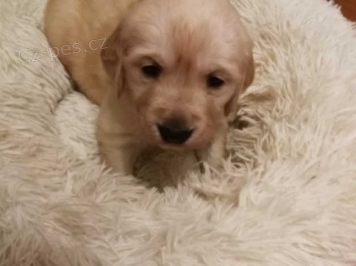 ZLATÝ RETRIEVER ZLATÝ RETRIEVER