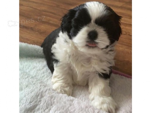 štěňata shih tzu štěňata shih tzu