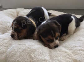 BEAGLE ŠTĚŇATA BEAGLE ŠTĚŇATA