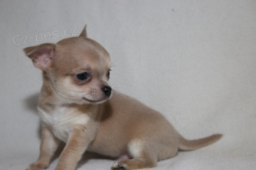 Miniaturn� �t��ata �ivavy na prodej.