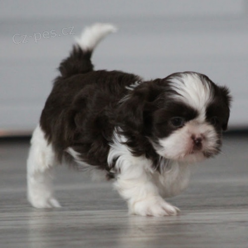 Velmi roztomil� �t���tka shih tzu ps� a samic na prodej.