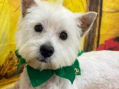 West Highland �t��ata