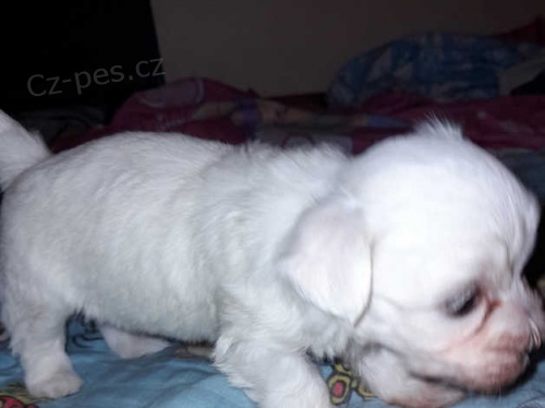 maltézská štěňata maltézská štěňata