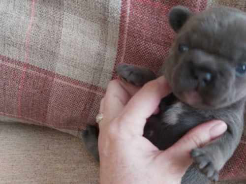 Francouzský buldoček štěňata na prodej Francouzský buldoček štěňata na prodej