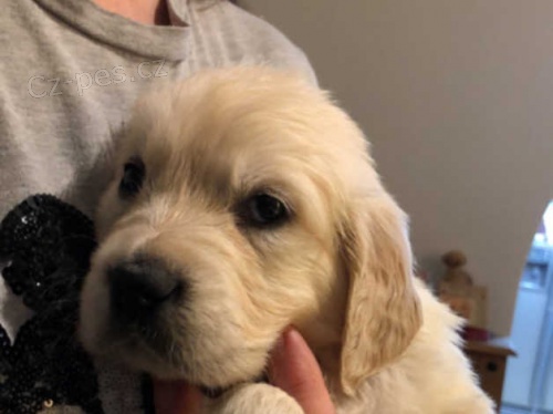 Zlatý retrívr štěně na prodej Zlatý retrívr štěně na prodej