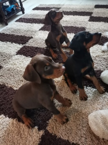štěňata dobermana jsou k dispozici pro přesměrování. štěňata dobermana jsou k dispozici pro přesměrování.