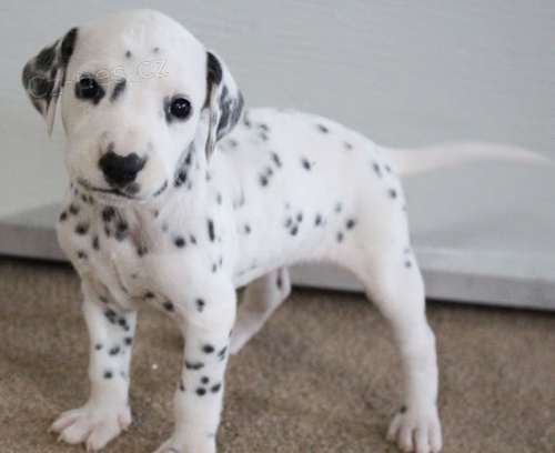 Dalmatina �t��ata na prodej. 