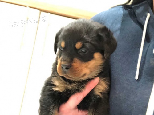 Štěňata rotvajlerů na prodej, Štěňata rotvajlerů na prodej,