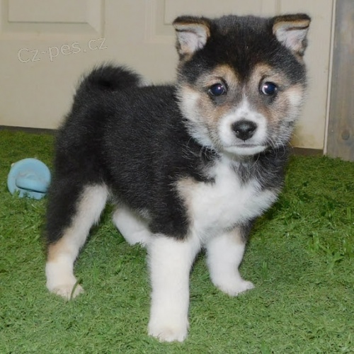 �t��ata shiba inu na prodej.