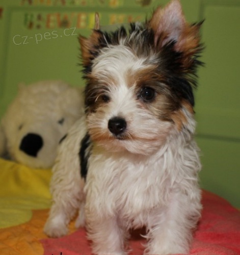 Rozko�n� �t��ata biewer yorkshire teri�r na prodej.