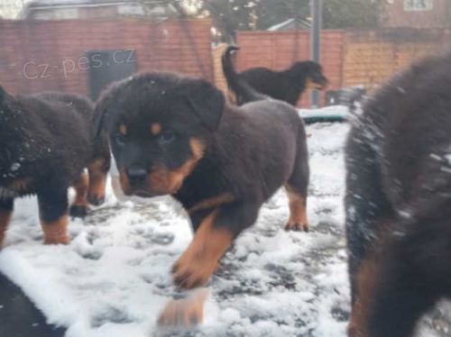 Rotvajler štěňata Rotvajler štěňata