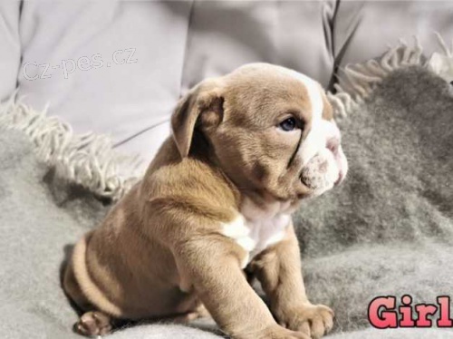 Cenově dostupný anglický buldok štěně nyní k dispozici. Cenově dostupný anglický buldok štěně nyní k dispozici.