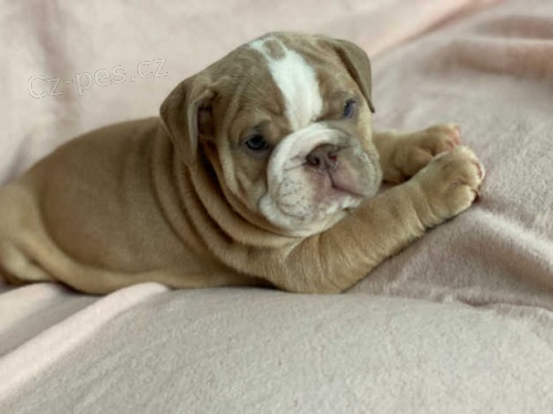 Anglický buldok štěně1111mz Anglický buldok štěně1111mz