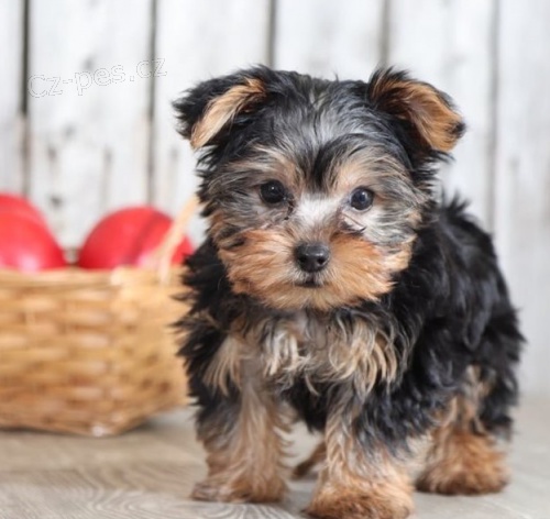 Jork��rsk� teri�r �t��ata k dispozici