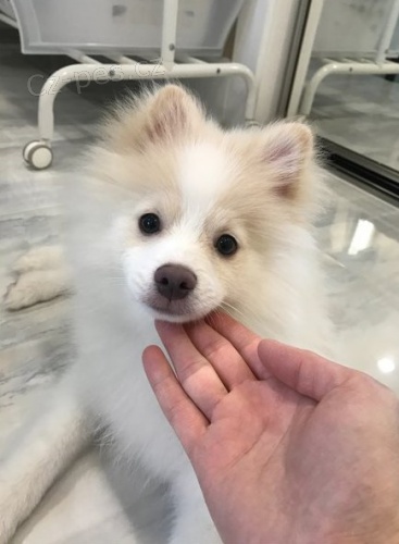 Spic �t��ata p�ipravena hned