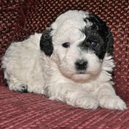 rozko�n� mal� pudl�ky