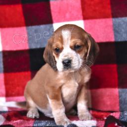 �t���tka Beagle
