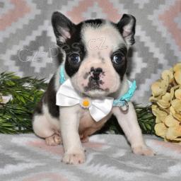 bostonsk�ho teri�ra!