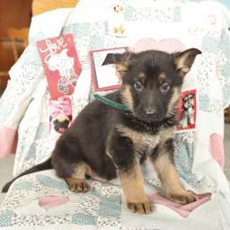 N�meck� ov��k