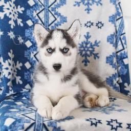 Sibi�sk� husky